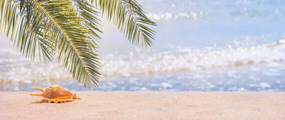 Close-up view of a beach with seashell under the hot tropical sun, selective focus, banner. Beach...