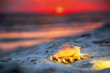 View of a beach with seashell on the sand at sunset, selective focus. Concept of sandy beach holiday, background with copy space for text