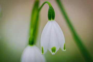 白いスズランの花