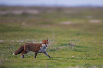 red fox vulpes chasing after its prey rabbit