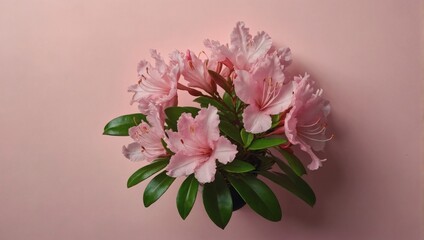 Top view pink azalea at sunlight in minimal style on pastel pink background. Natural azalea flowers with green foliage