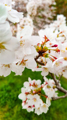 春の日差しを浴びて咲く満開の桜