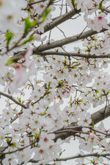 春の日差しを浴びて咲く満開の桜