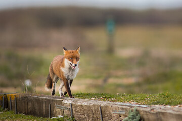 Naklejka na ściany i meble red fox vulpes male running after rabbit 