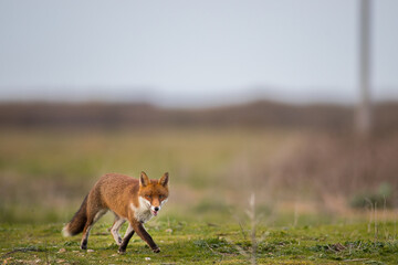 red fox vulpes wide angle landscape photo posing running after rabid