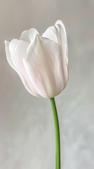 Profile view where delicate tulip petals form a soft, living crown