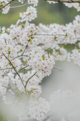 ソメイヨシノ満開の風景