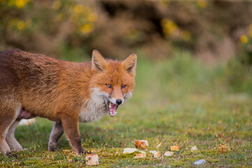 red fox vulpes in the wild female fox posing for the camera