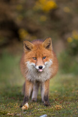 red fox vulpes with tongue out female fox in golden light portrait 