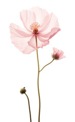 Naklejka na ściany i meble PNG Flower rose blossom petal