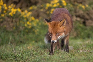 Naklejka na ściany i meble red fox vulpes hunting in the garden urban fox