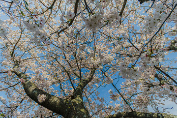 春の日差しを浴びて咲く満開の桜