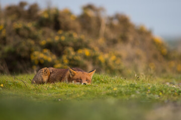Obraz premium red fox vulpes in sunset field sleeping in golden light