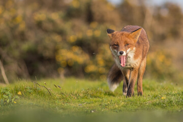 red fox vulpes smiling in sunset golden light mouth open
