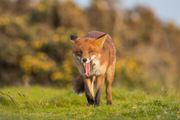 red fox vulpes smiling in sunset golden light mouth open