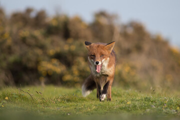 red fox vulpes smiling in sunset golden light mouth open