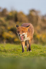 Red fox with tongue and teeth out licking face in evening summer light united kingdom