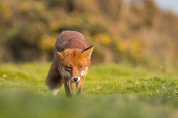 Red fox with tongue out licking face in evening summer light united kingdom