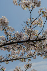 ソメイヨシノ満開の風景