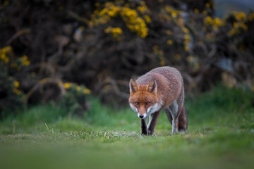 red fox vulpes hunting after prey male on a cloudy evening hedgerow 