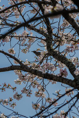 満開の桜の枝に野鳥が留まっています