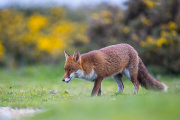 Naklejka premium red fox vulpes in spring 