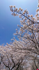 桜の花のある風景
