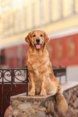 beautiful golden retriever dogs walk in the city. dog walk