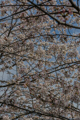 Fototapeta na wymiar 桜の花のある風景 