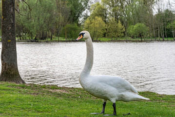 Höckerschwan von Kopf bis Fuß. steht auf einer Wiese im Hintergrund See und das andere Ufer welches mit Bäumen bewachsen ist