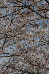 桜の花のある風景
