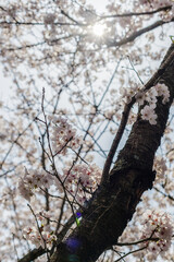 桜の花のある風景
