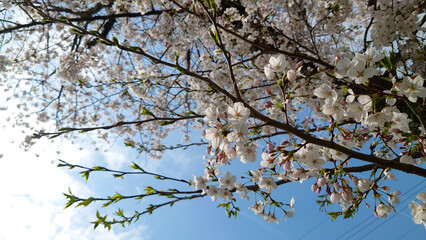 桜の花のある風景
