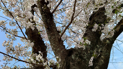 Fototapeta premium 桜の花のある風景 