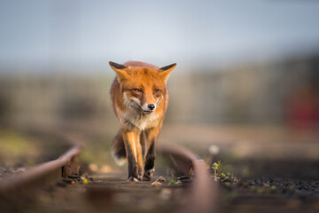 Obraz premium red fox vulpes head on front view on train tracks at sunset golden hour lighting urban enviroments golden lighting winter coating 