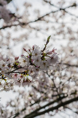 青空に映える満開の桜
