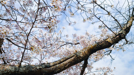 青空に映える満開の桜
