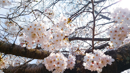 青空に映える満開の桜
