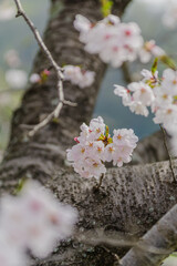 青空に映える満開の桜
