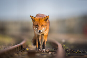 red fox vulpes head on front view on train tracks at sunset golden hour lighting urban enviroments golden lighting winter coating 