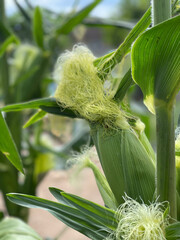 Close-up of young corn on the cob in the field. Growing fresh organic sweet corn in the home garden.