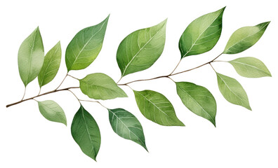 Naklejka premium PNG Leaf plant tree annonaceae