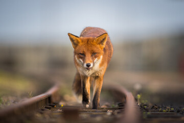 red fox vulpes head on front view on train tracks at sunset golden hour lighting urban enviroments golden lighting winter coating 