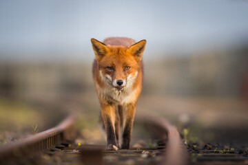 red fox vulpes head on front view on train tracks at sunset golden hour lighting urban enviroments golden lighting winter coating 