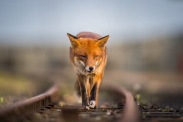 Fototapeta premium red fox vulpes head on front view on train tracks at sunset golden hour lighting urban enviroments golden lighting winter coating 