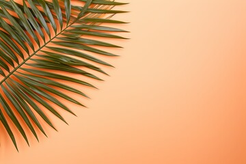 Palm leaf on a peach background with copy space for text or design. A flat lay, top view. A summer vacation concept