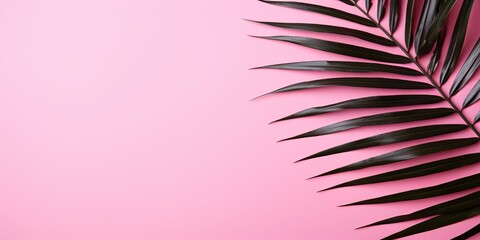 Palm leaf on a pink background with copy space for text or design. A flat lay, top view. A summer vacation concept