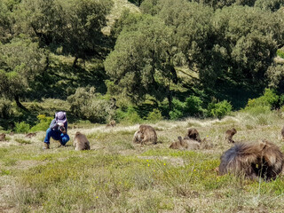The Simien Mountains in Ethiopia with the largest population of gelada baboon