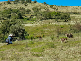 The Simien Mountains in Ethiopia with the largest population of gelada baboon