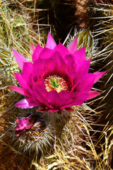 Closeup Flowering Hedge Hog cactus - 785375518